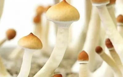 Some doctors, therapists get Health Canada permission to use magic mushrooms Social Sharing