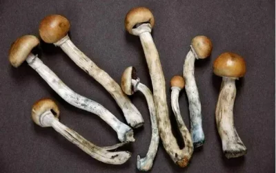 Psilocybin and psilocin (“Magic mushrooms”)