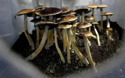 The Canadian government is allowing 4 terminally ill patients to use psychedelic mushrooms to help ease their anxiety