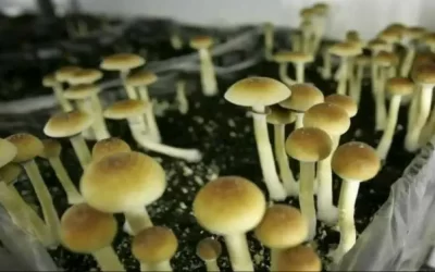 The growing push for medical use of psilocybin in Canada