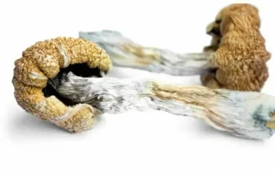 Did Canada Approve Psychedelic Mushrooms for Depression and Anxiety Treatment?