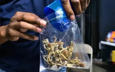 After Legal Win, What’s Next for Magic Mushrooms?