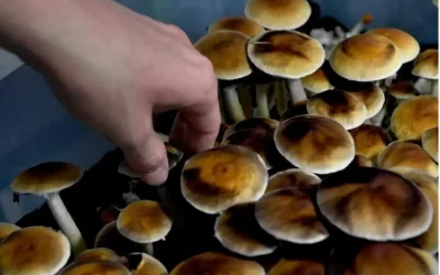 What the future holds for medical psychedelics in Canada