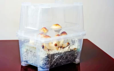 MDMA & Psilocybin Are Approved as Medicines for the First Time