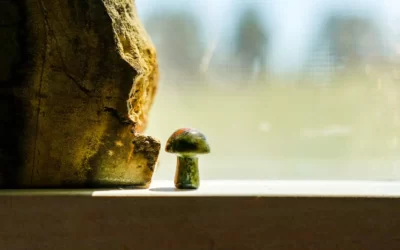 Microdosing mushrooms makes life easier and brighter