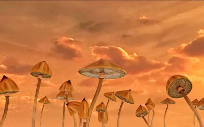 How to Start Microdosing Magic Mushrooms: What You Need to Know