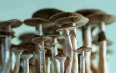 ‘Magic mushrooms’ grow in man’s blood after injection with shroom tea
