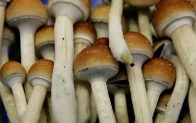 Biden Administration Plans for Legal Psychedelic Therapies Within Two Years