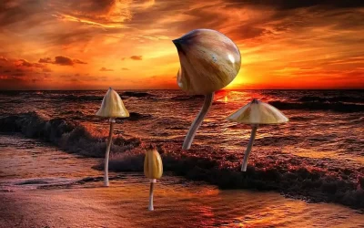 Microdosing Magic Mushrooms: All the Rage in Silicon Valley