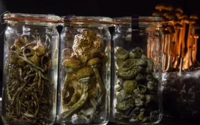 Psychedelic drugs may launch a new era in psychiatric treatment