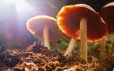 Psilocybin Mushrooms Effects